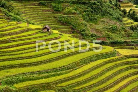 Terraced rice fields in Vietnam Stock Photos