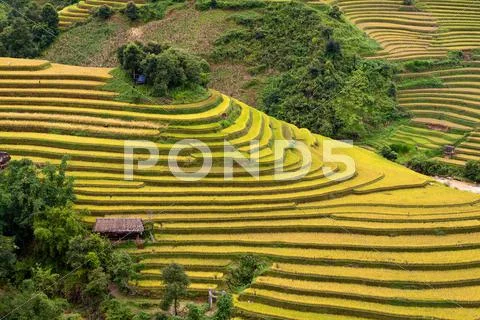 Terraced rice fields in Vietnam Stock Photos