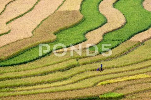 Terraced rice fields in Vietnam Stock Photos