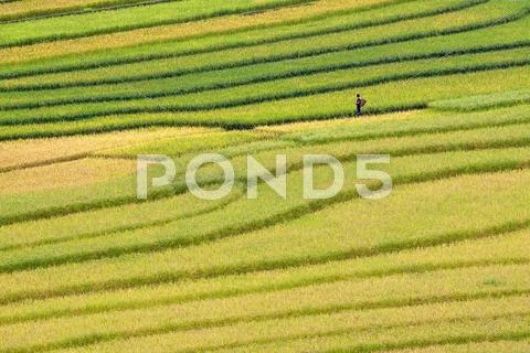 Terraced rice fields in Vietnam Stock Photos