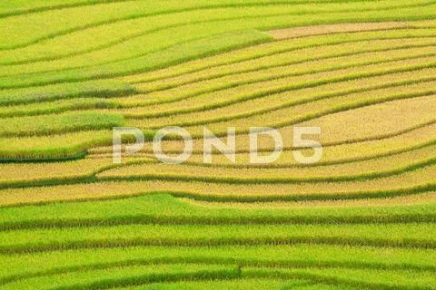 Terraced rice fields in Vietnam Stock Photos