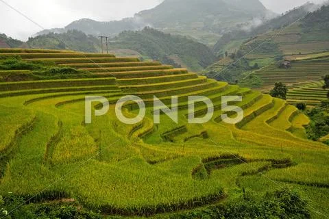 Terraced rice fields in Vietnam Stock Photos