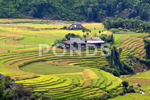 Terraced rice fields in Vietnam Stock Photos