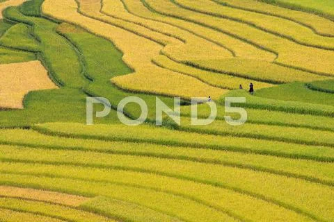 Terraced rice fields in Vietnam Stock Photos
