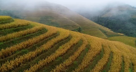 Terraced rice paddy Stock Footage 98571264