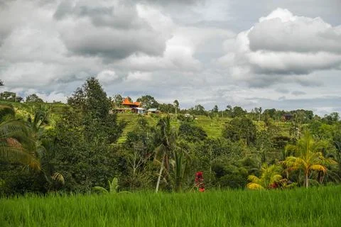 Terraced Rice Paddy Under Cloudy Sky Stock Photos