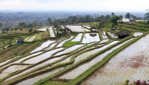 Terraced rice Stock Photos