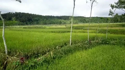 Terraced Rice Plots Stock Footage 146051874