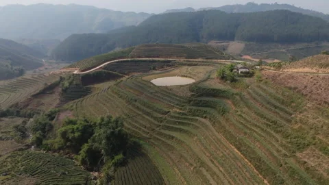 Terraced Tea Fields Across Muong Khoa Highlands, Lai Chau Vietnam Vidéo 332963754