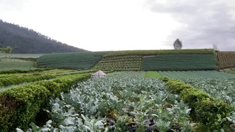 Terraced Vegetable Fields on Mount Sumbing Highland Stock-Footage 332749478