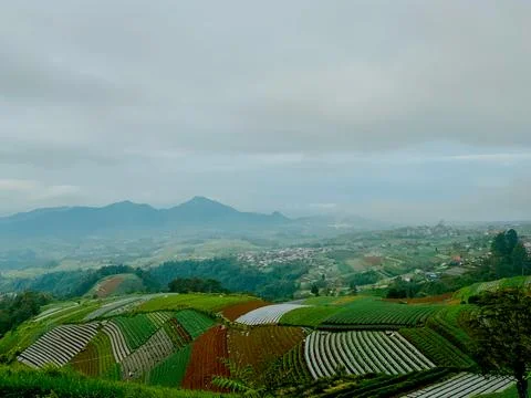 Terraced Vegetable Fields in Mountainous Landscape Stock-Fotos