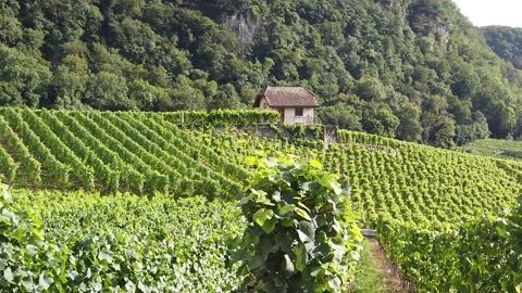 Terraced vineyards Vaud Stock Footage 144374893