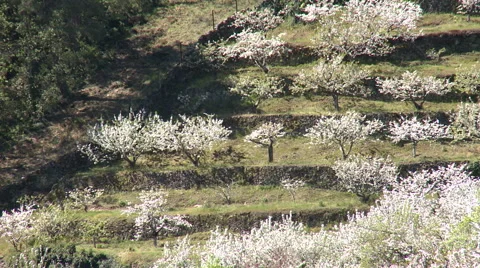 Terraces with cherry trees in bloom Stock Footage 49054192