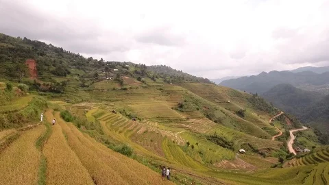 Terraces fields Stock Footage 103608698