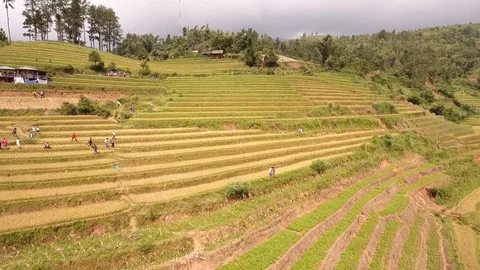 Terraces fields Stock Footage 103608892