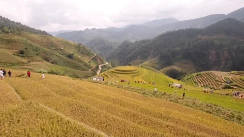 Terraces fields Stock Footage 103608969