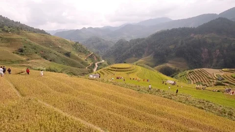 Terraces fields Stock Footage 103608971