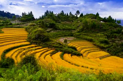 Terraces of grain. Stock Photos