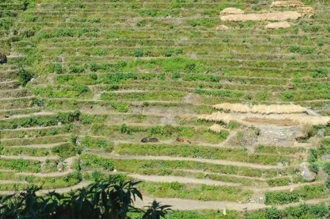 Terraces Stock Photos