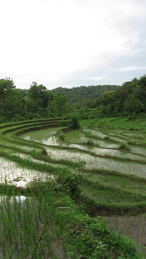 Terracing Stock Footage 284349737