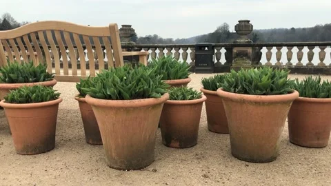 Terracotta plant pots Stock Footage 172191303