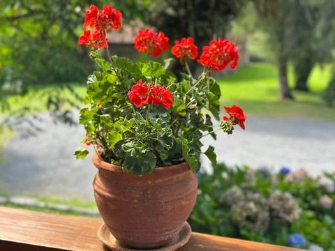 Terracotta Pot with Red Geraniums Stock Photos