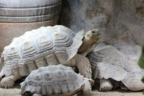 Terrain turtle 스톡 사진