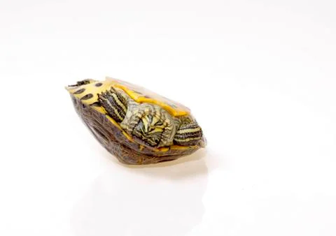 Terrapin florida Stock Photos