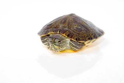 Terrapin florida Stock Photos
