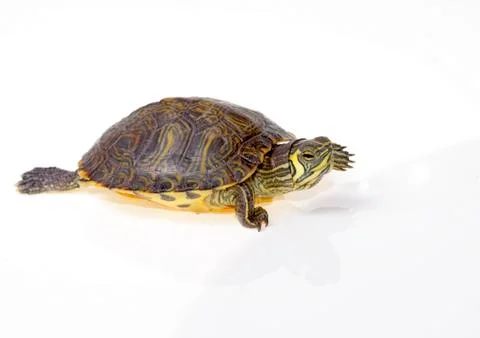 Terrapin florida Stock-Fotos