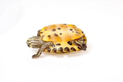 Terrapin florida Stock Photos