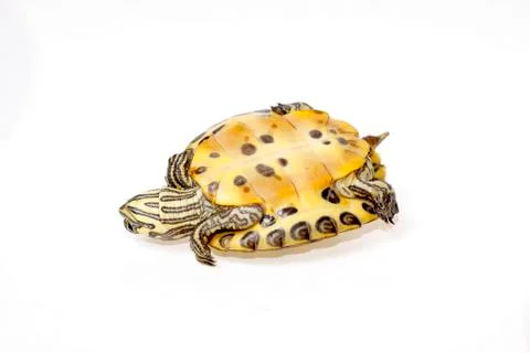 Terrapin florida Stock Photos