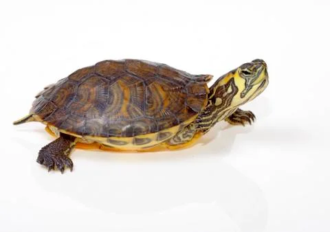 Terrapin florida Stock Photos