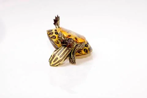 Terrapin florida Stock Photos