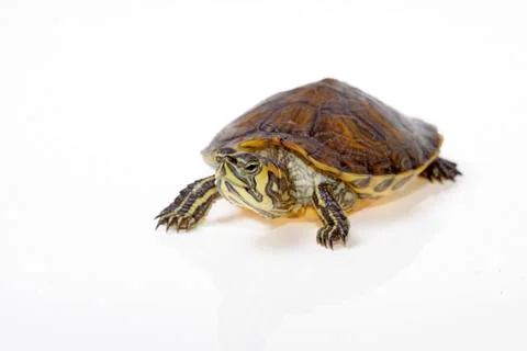 Terrapin florida Stock Photos