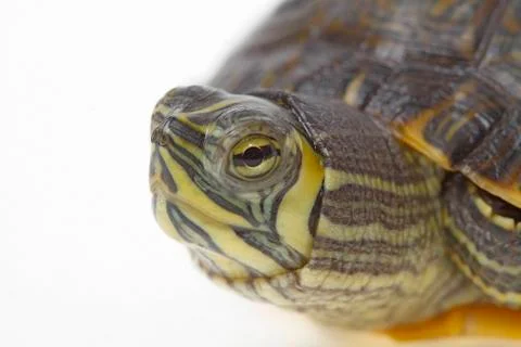 Terrapin florida Stock Photos