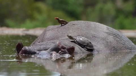 Terrapin lying on a hippo's back while a red-billed oxpecker is picking for Video stock 334170244
