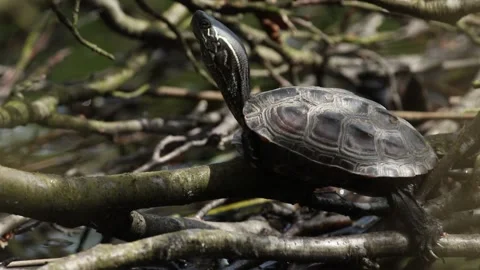 A Terrapin  or water Turtle, resting on branches of a tree hanging over a pond. 스톡 동영상 192450232