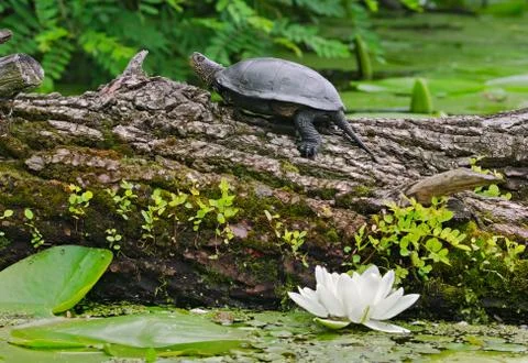 Terrapin on a river Stock Photos