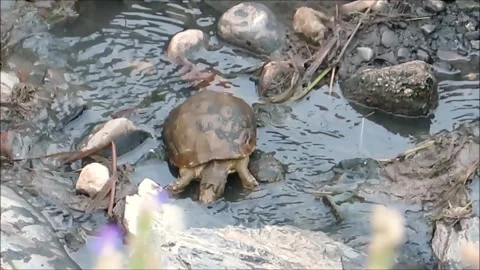 Terrapin In Stream Stock Footage 133106972