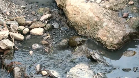 Terrapin In Stream Stock Footage 133107078