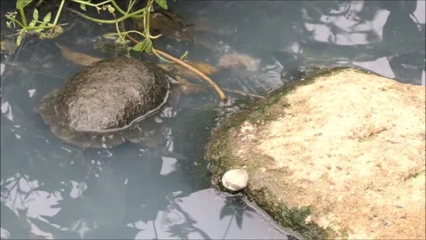 Terrapin In Stream Stock Footage 156534831