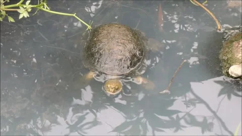 Terrapin in Stream Stock Footage 156534931