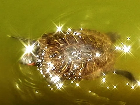Terrapin Turtle Stock Footage 490018