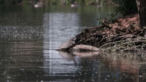 Terrapin Turtle Red-eared Slider Invasive Species Ryton Pools Pond Warwickshire Stock Footage 132716780