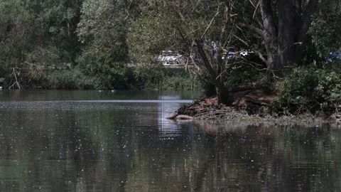 Terrapin Turtle Red-eared Slider Invasive Species Ryton Warwickshire Long Shot Stock Footage 132716947