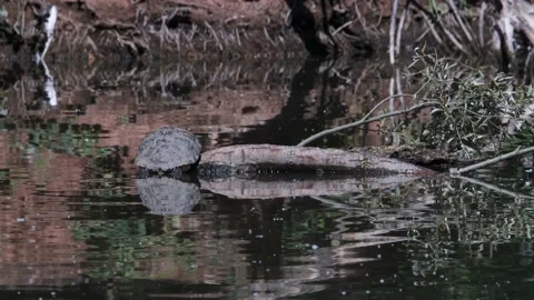 Terrapin Turtle Red-eared Slider Invasive Species Ryton Warwickshire Rear Shot Stock Footage 132717101