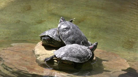 Terrapins in a water pool 스톡 동영상 25627831