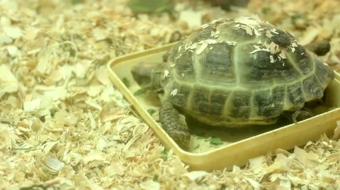 Terrarium 2 turtle eating Vidéo 51111439