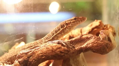 Terrarium 5 fastest lizard, close-up, varan 動画素材 50616580